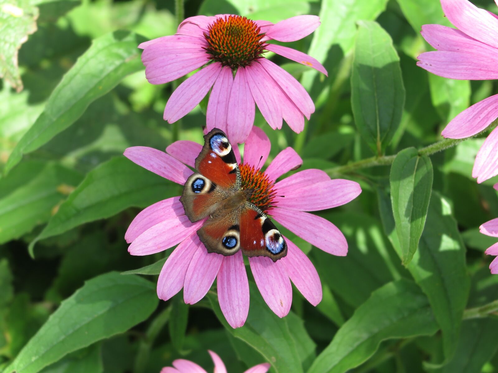 Canon PowerShot G1 X Mark II sample photo. Butterfly, peacock, insect photography