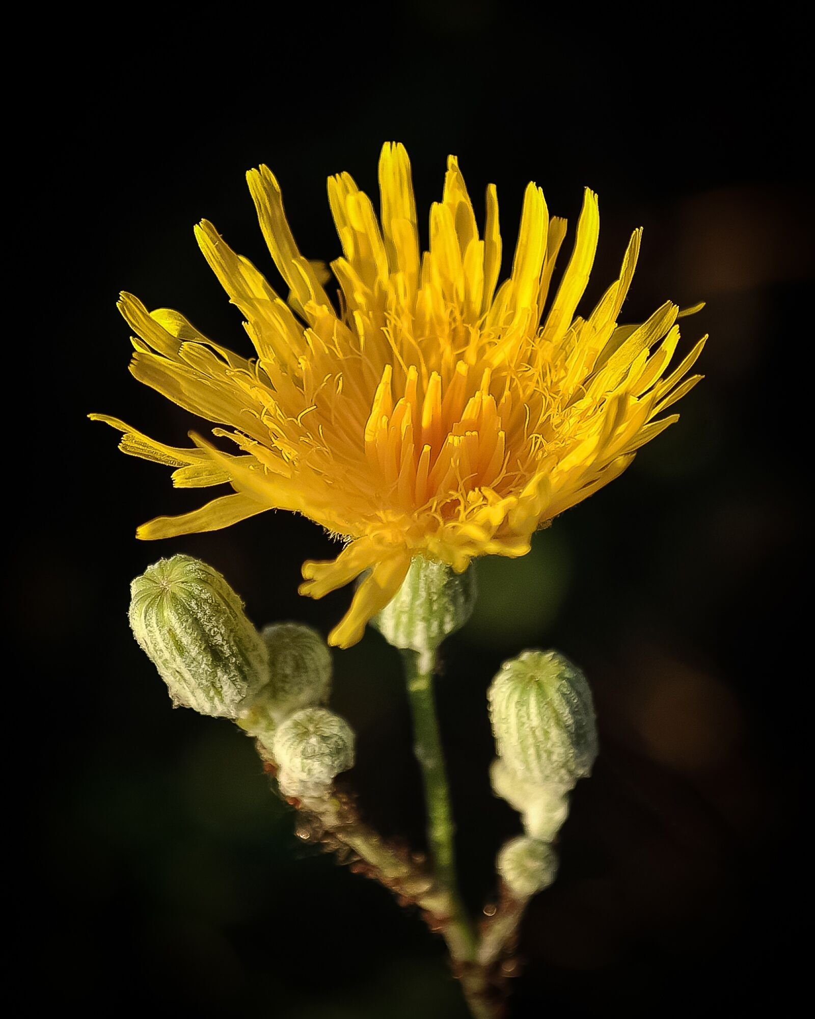 Nikon D5000 sample photo. Flower, yellow, beautiful photography