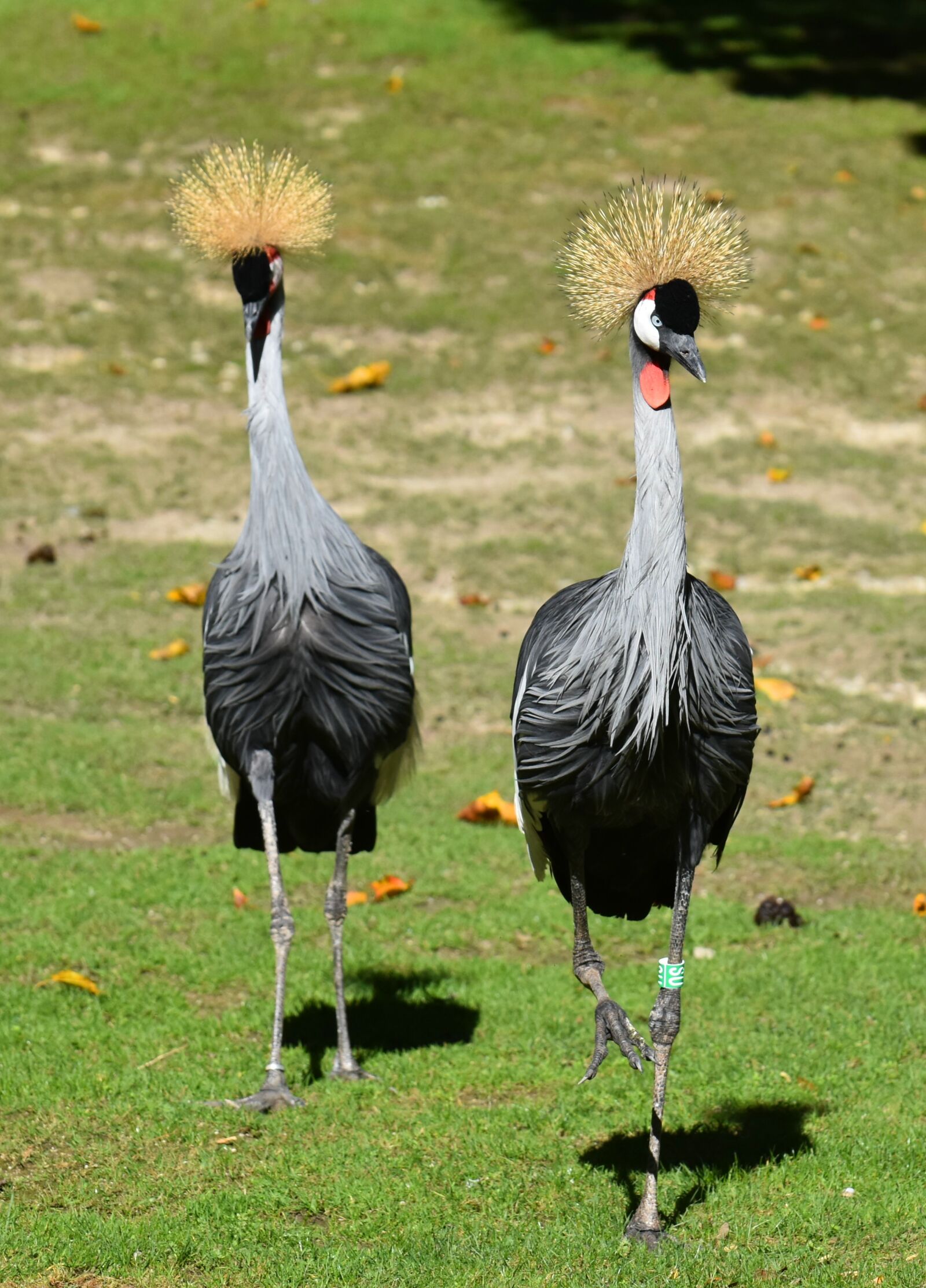 Nikon D7200 sample photo. Grey crowned crane, baleurica photography