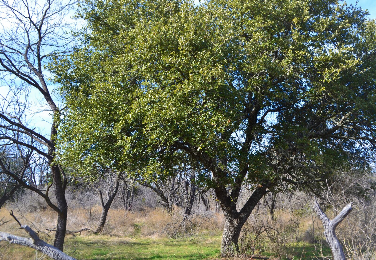 Nikon D3100 sample photo. Oak, tree, trees photography