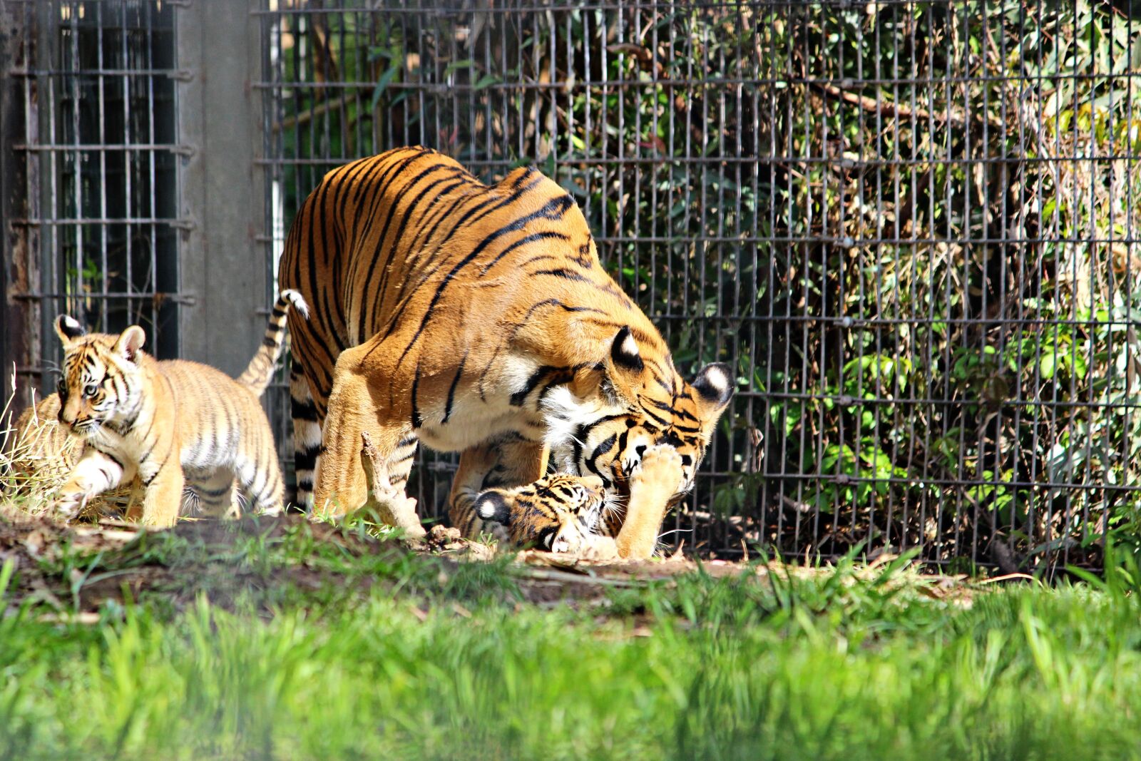 Canon EOS 600D (Rebel EOS T3i / EOS Kiss X5) sample photo. Tiger, zoo, cubs photography