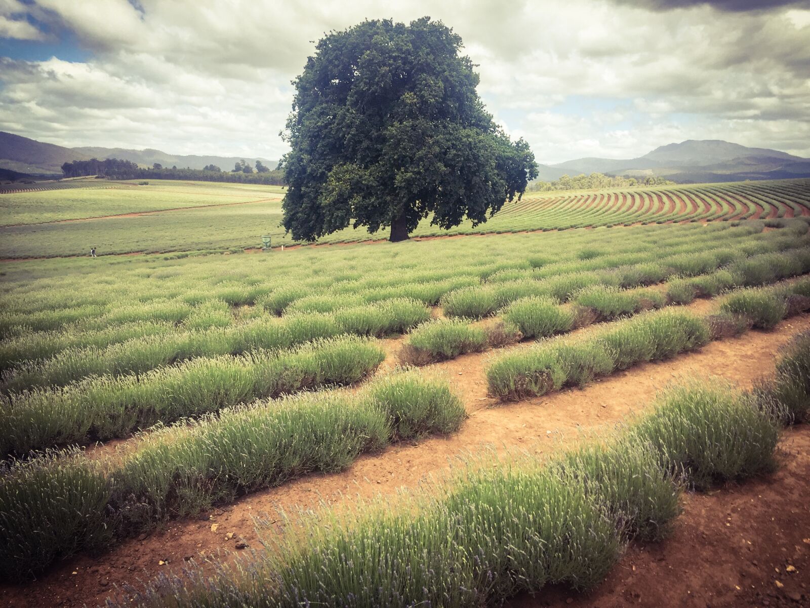 Apple iPhone 6 sample photo. Lavender, field, tree photography