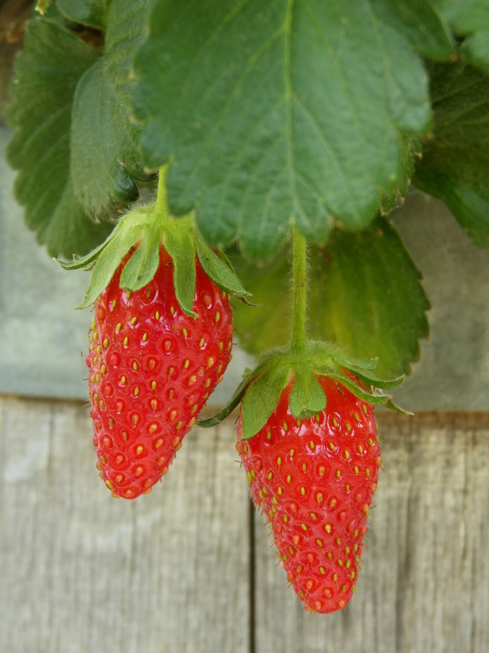 Panasonic DMC-FZ62 sample photo. Strawberries, cask, red fruit photography