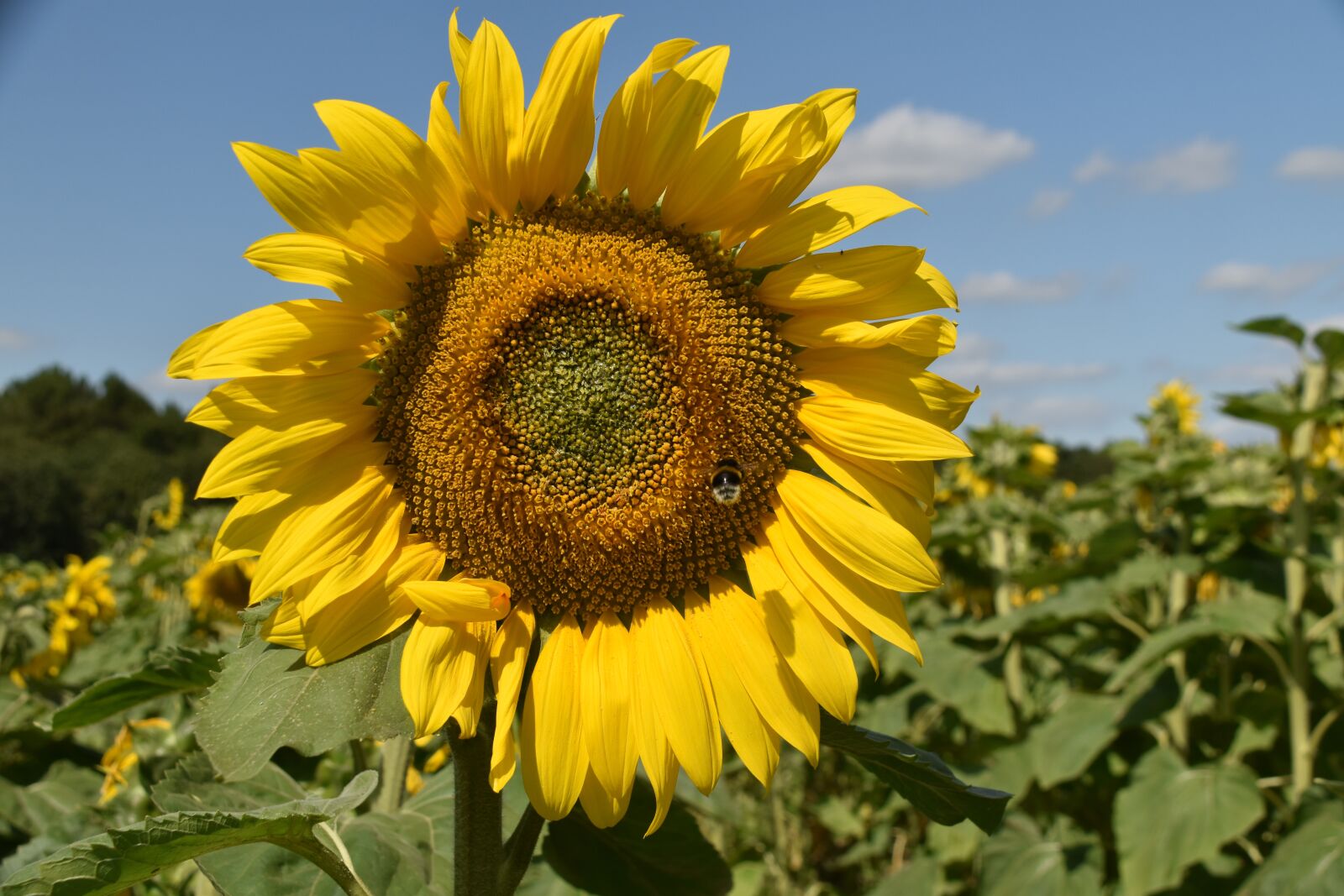 Nikon D5600 sample photo. Sunflower, flower, yellow photography