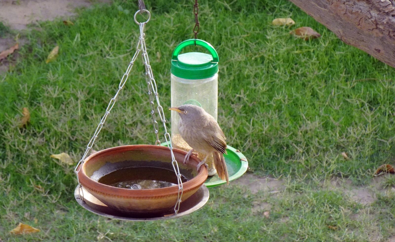 Sony DSC-WX800 sample photo. Bird, babbler, feeder photography
