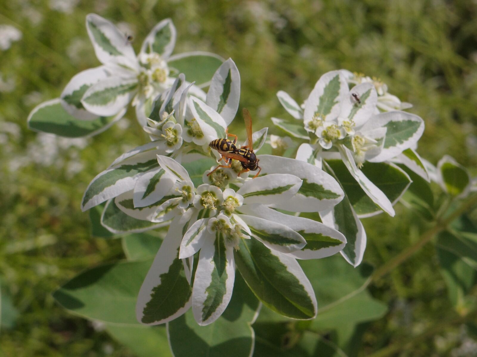 Olympus XZ-1 sample photo. Euphorbia fringed, spurge, flowers photography
