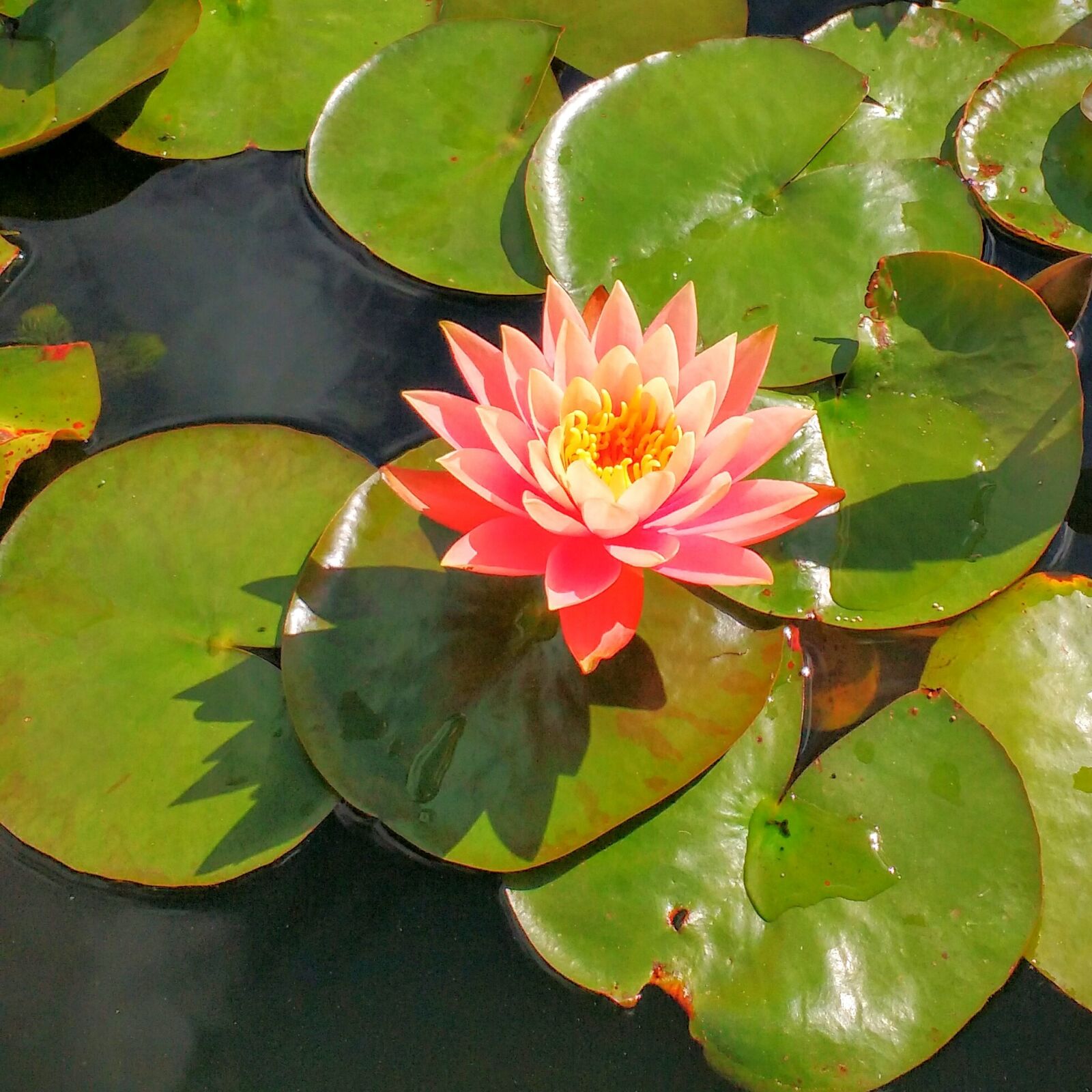 Motorola MotoG3 sample photo. Waterlily, lily, water photography