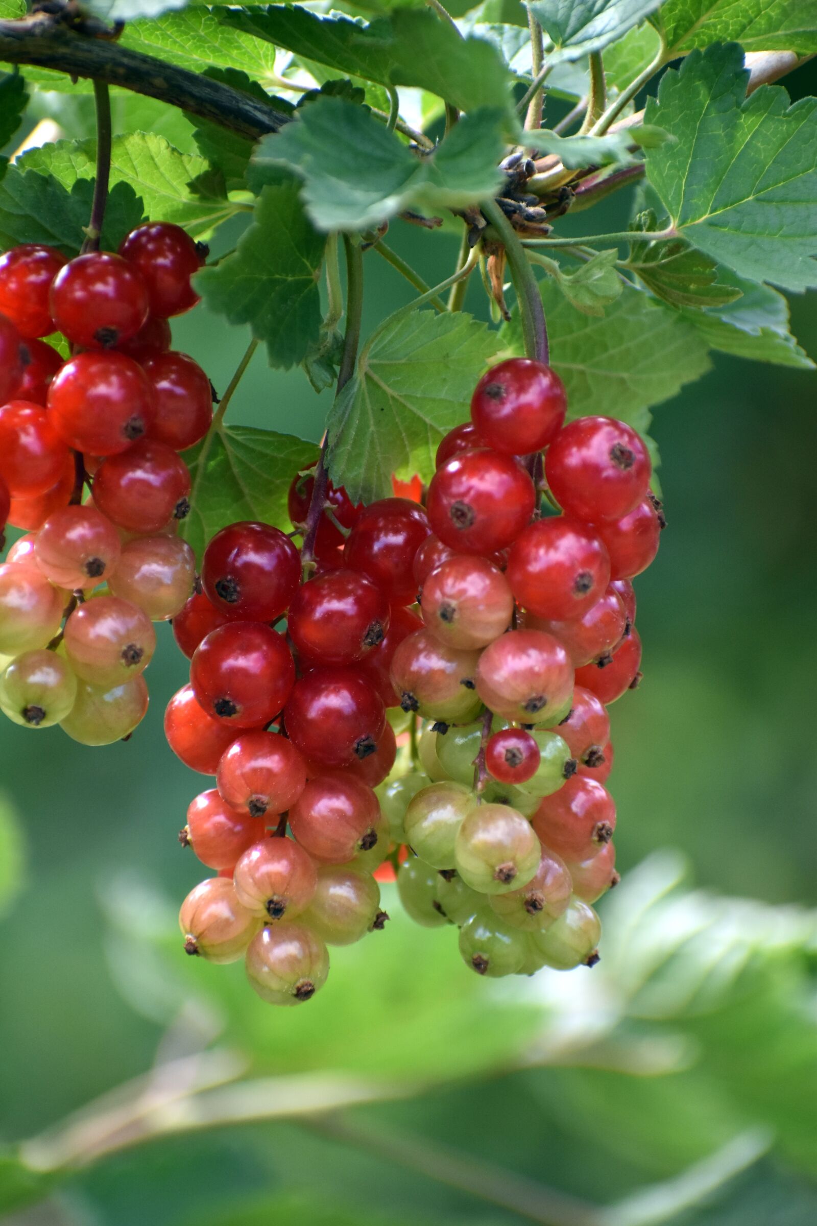Nikon D3500 sample photo. Currants, unripe currant, gooseberry photography