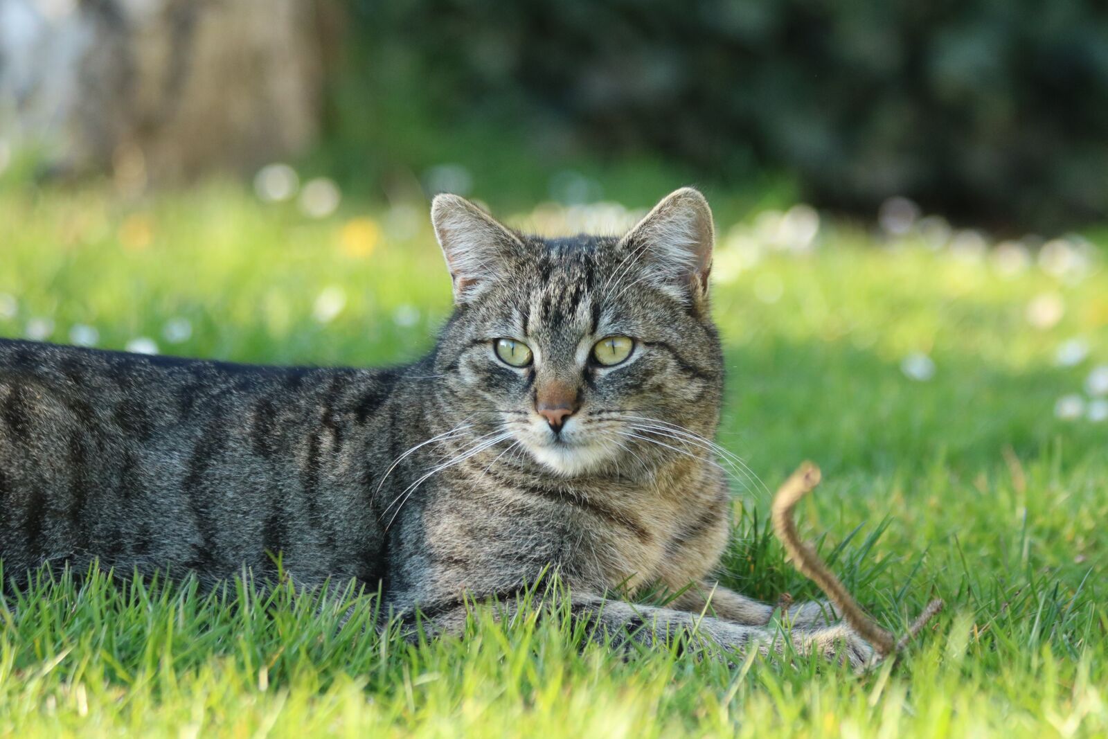 Canon EOS 750D (EOS Rebel T6i / EOS Kiss X8i) sample photo. Domestic cat, animal, mammal photography