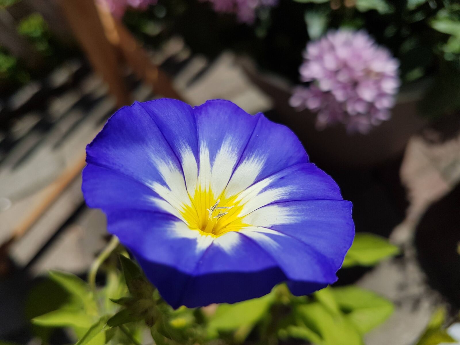Samsung Galaxy S7 sample photo. Flower, blue, summer photography