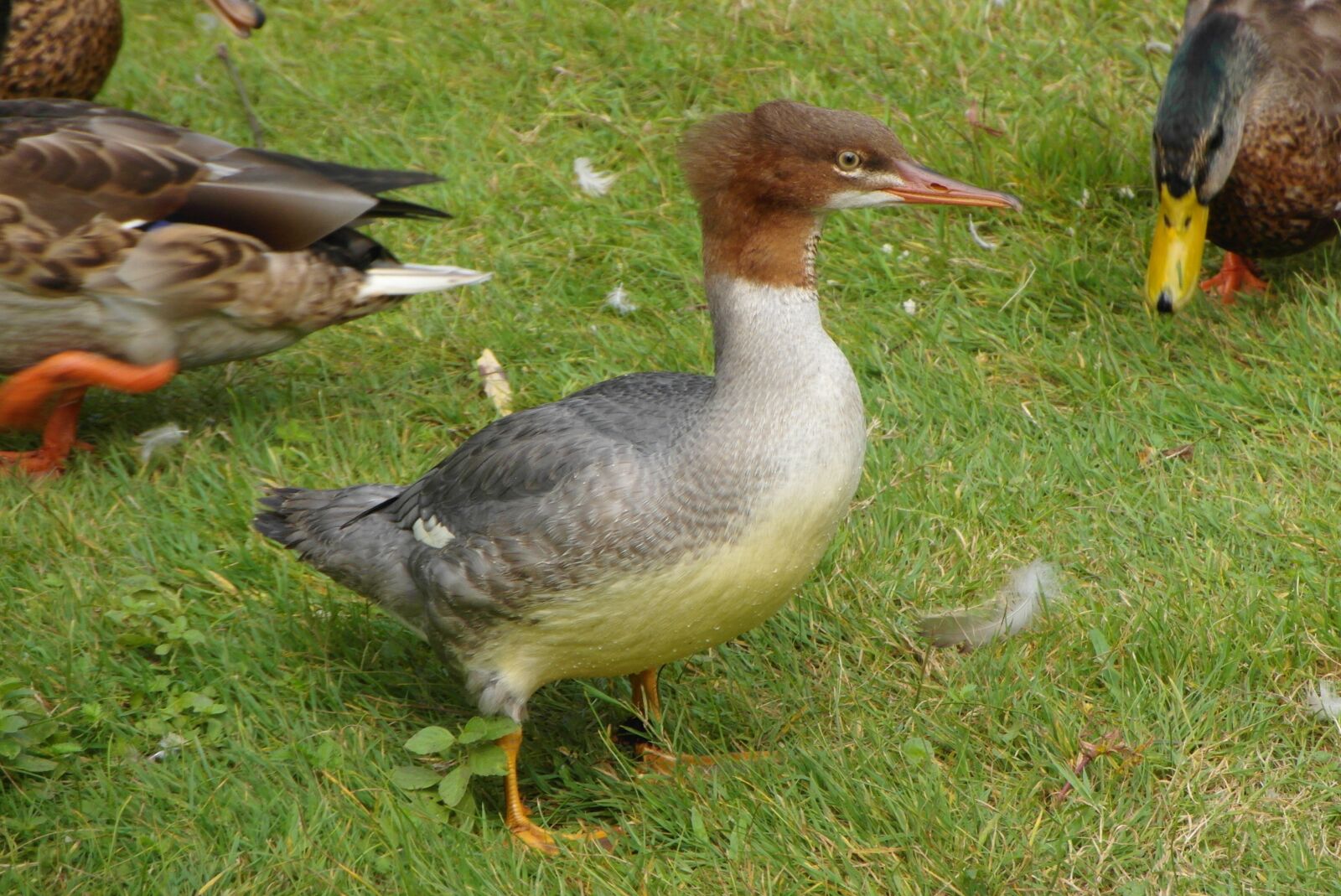 Samsung WB750 sample photo. Duck, bird, plumage photography