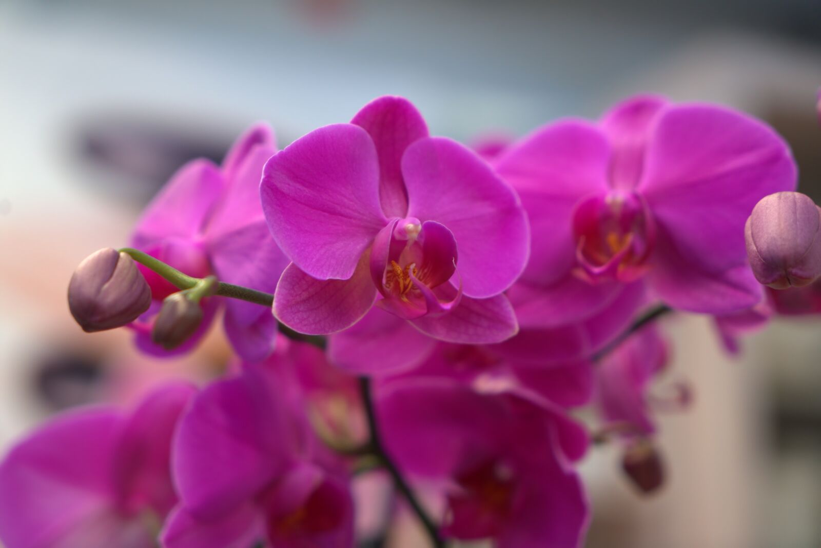 Sony a7 II + Sony Vario Tessar T* FE 24-70mm F4 ZA OSS sample photo. Orchid, flower, blossom photography