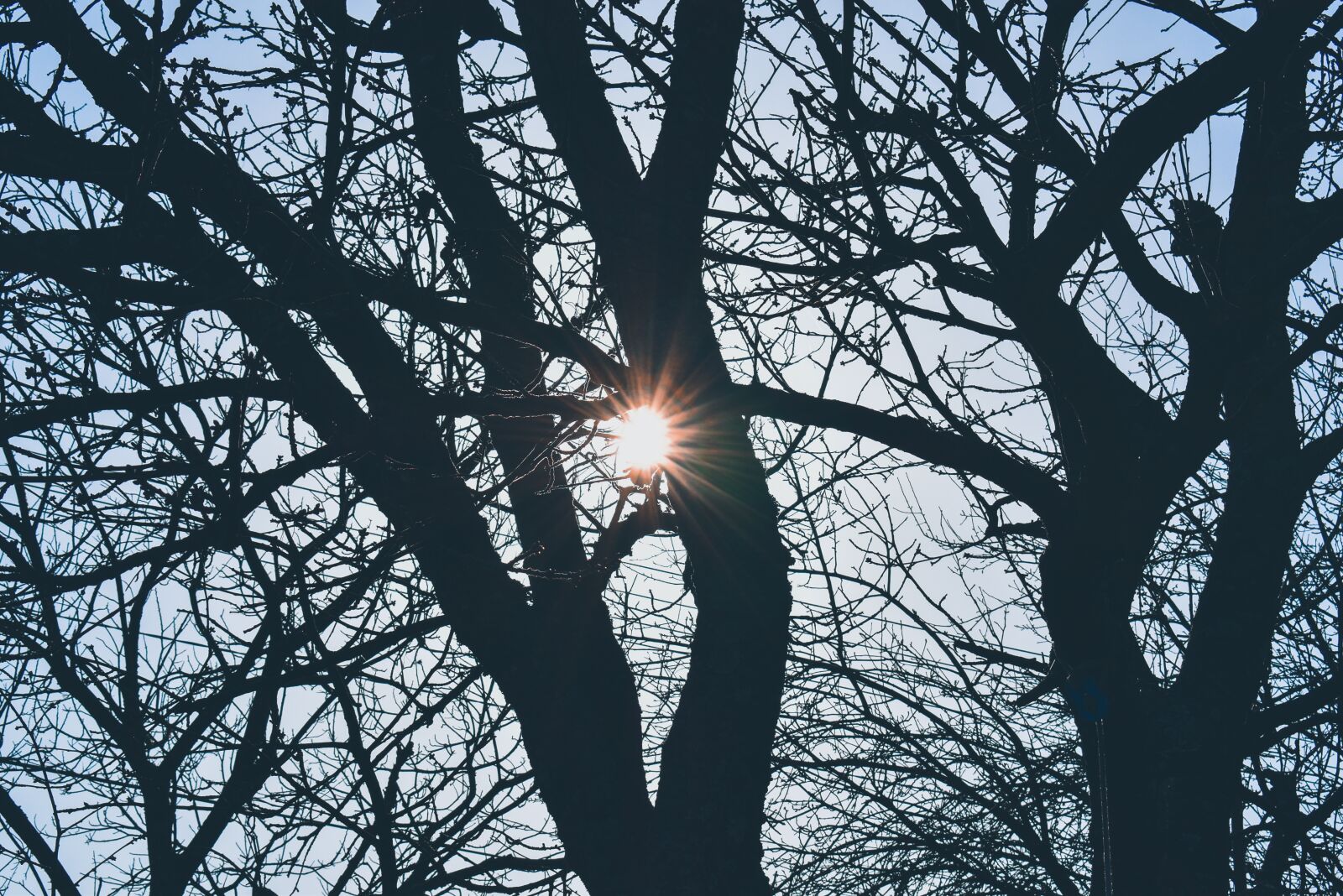 Nikon D3500 sample photo. Tree, nature, sun photography