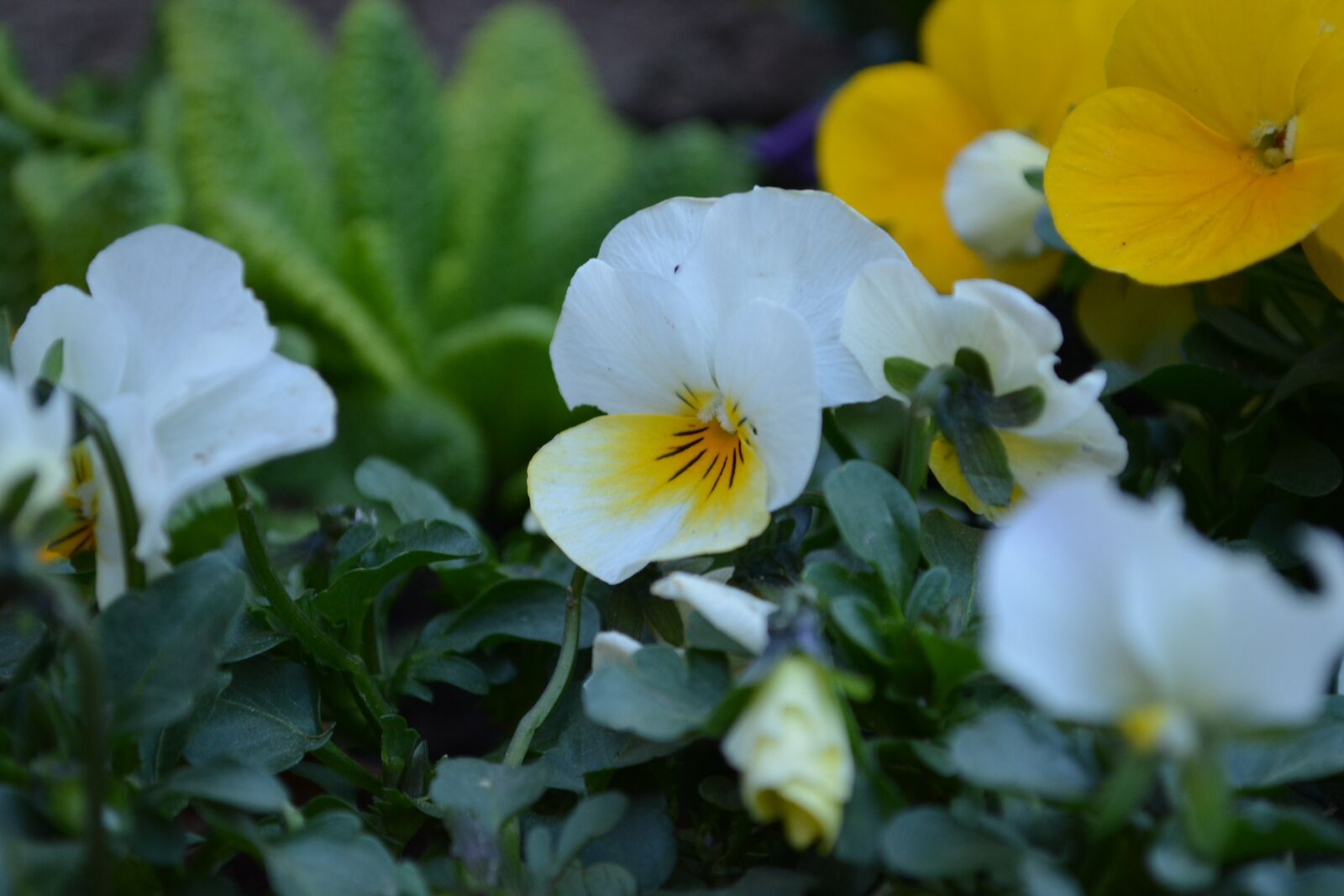 Nikon D5200 sample photo. Flower, meadow, nature photography