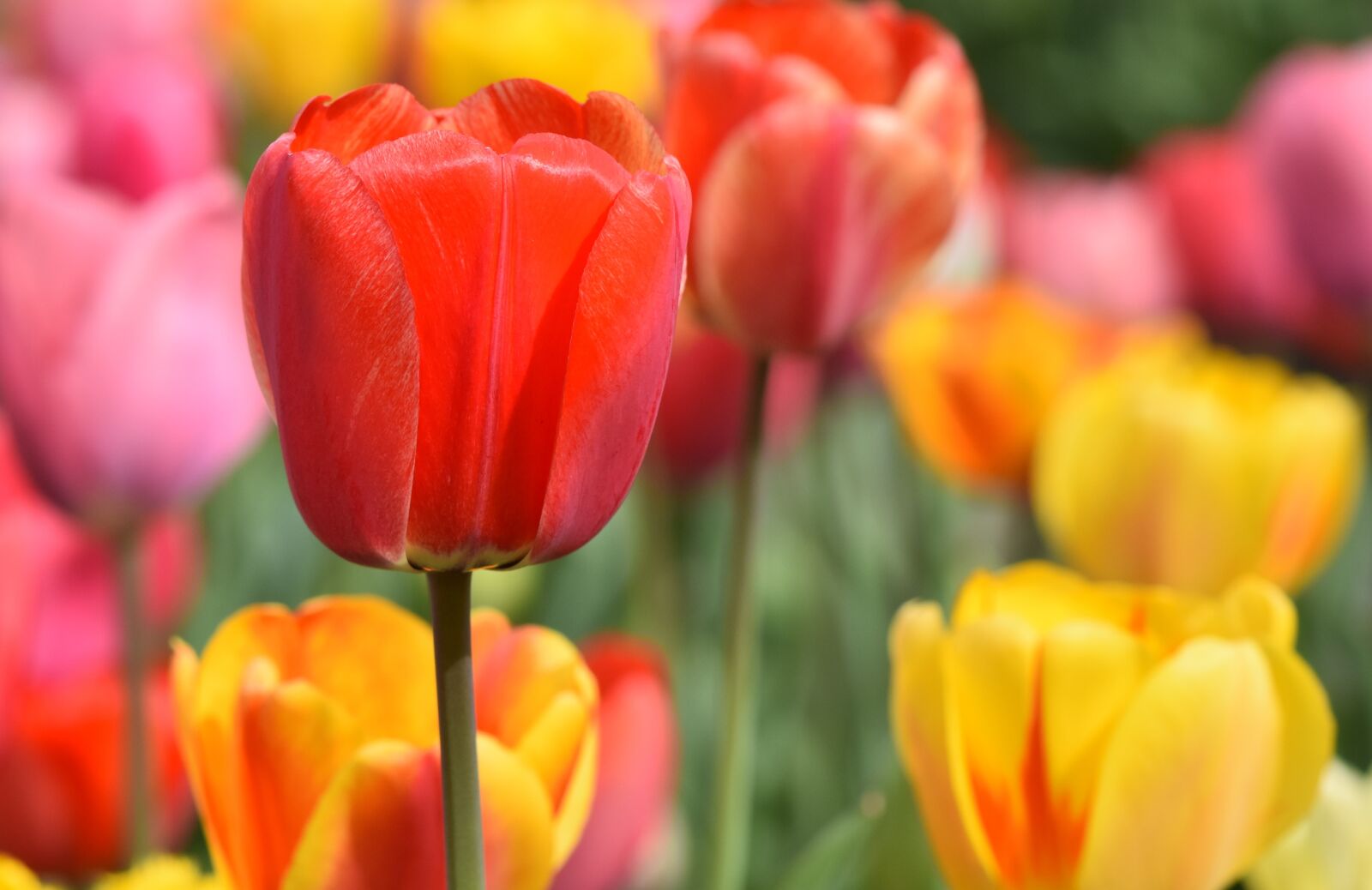Nikon D7200 sample photo. Tulip, tulip field, blossom photography