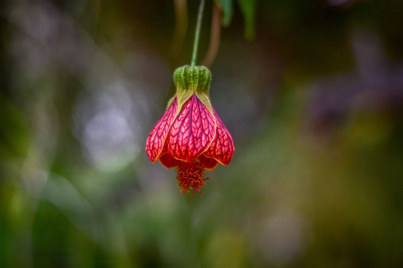 Nikon D3400 sample photo. Cute flower, flower, beauty photography