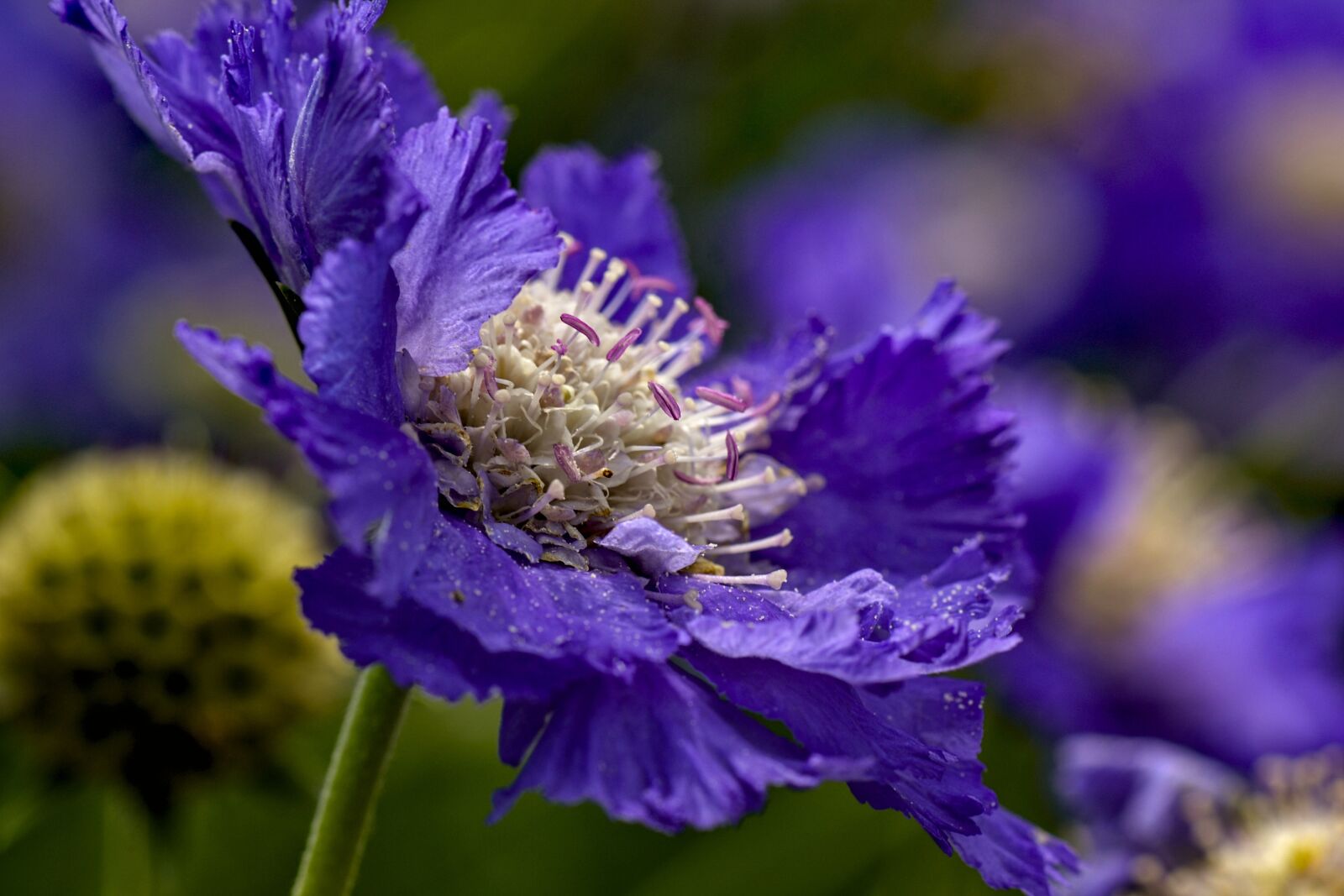 Nikon D3100 sample photo. Scabiosa, dipsacaceae, flower photography