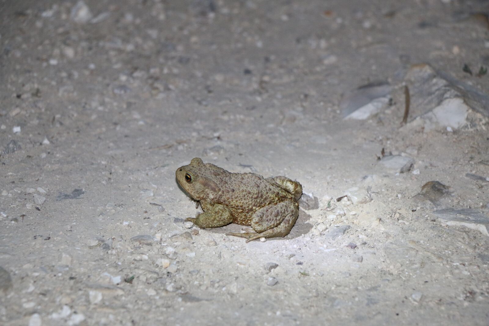 Canon EOS 70D sample photo. Frog, toad, amphibian photography