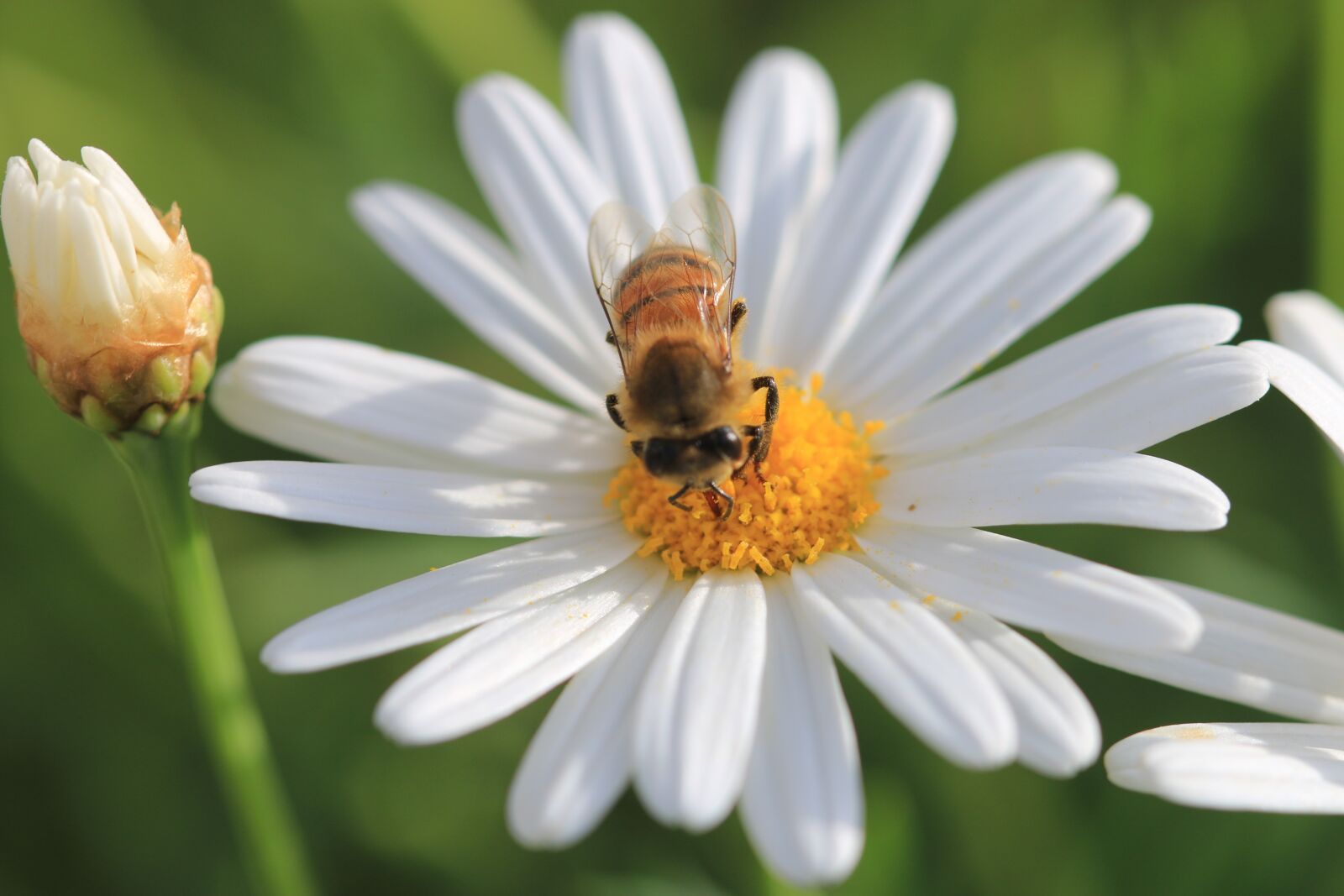 Canon EOS 70D + Canon EF 100mm F2.8 Macro USM sample photo. Daisy, white, flower photography