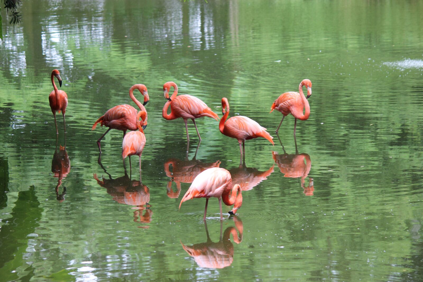 Canon EOS 600D (Rebel EOS T3i / EOS Kiss X5) sample photo. Flamingo, colorful, animal photography