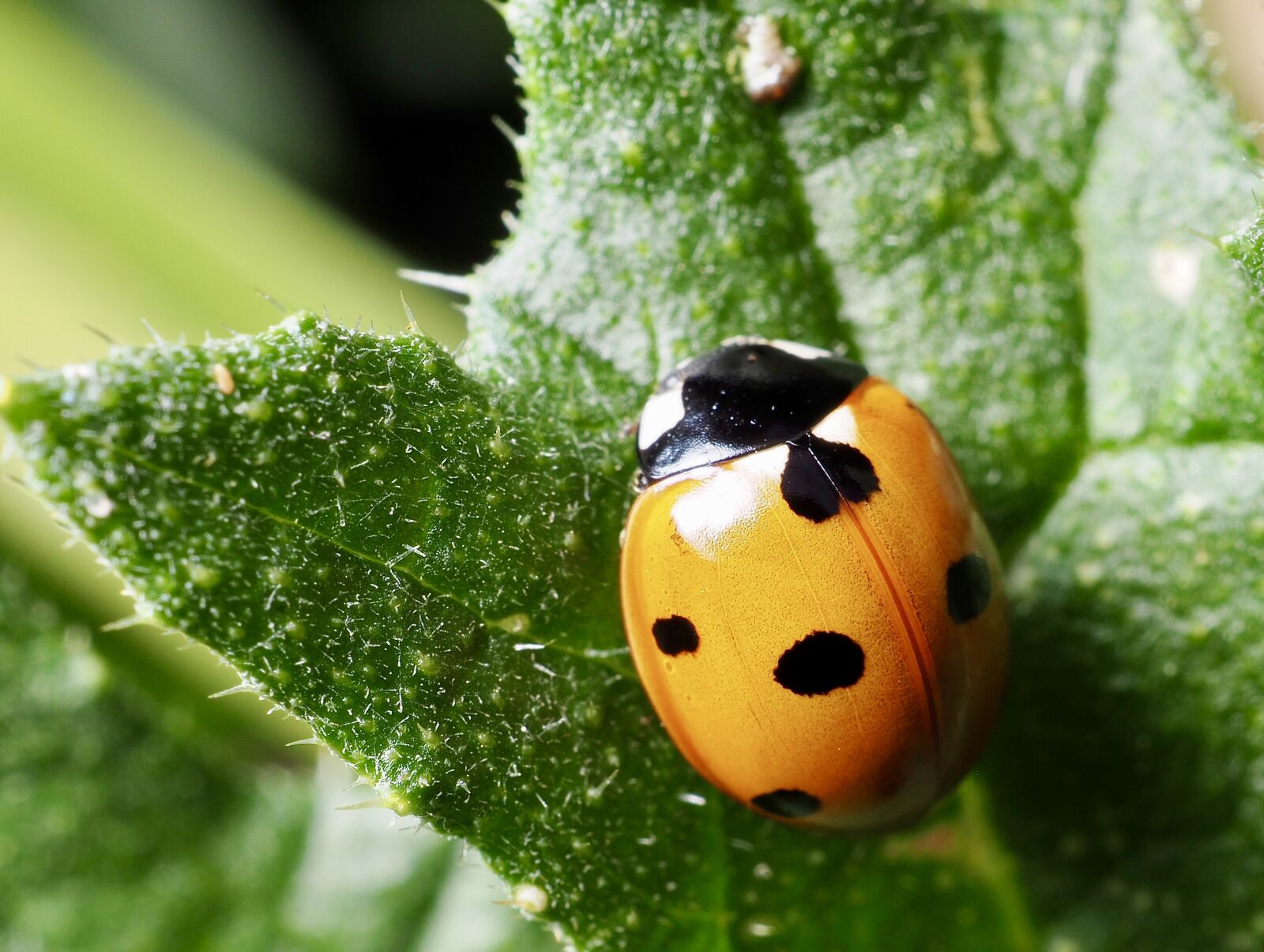 Olympus OM-D E-M10 II sample photo. Ladybird, 5-spot, insect photography