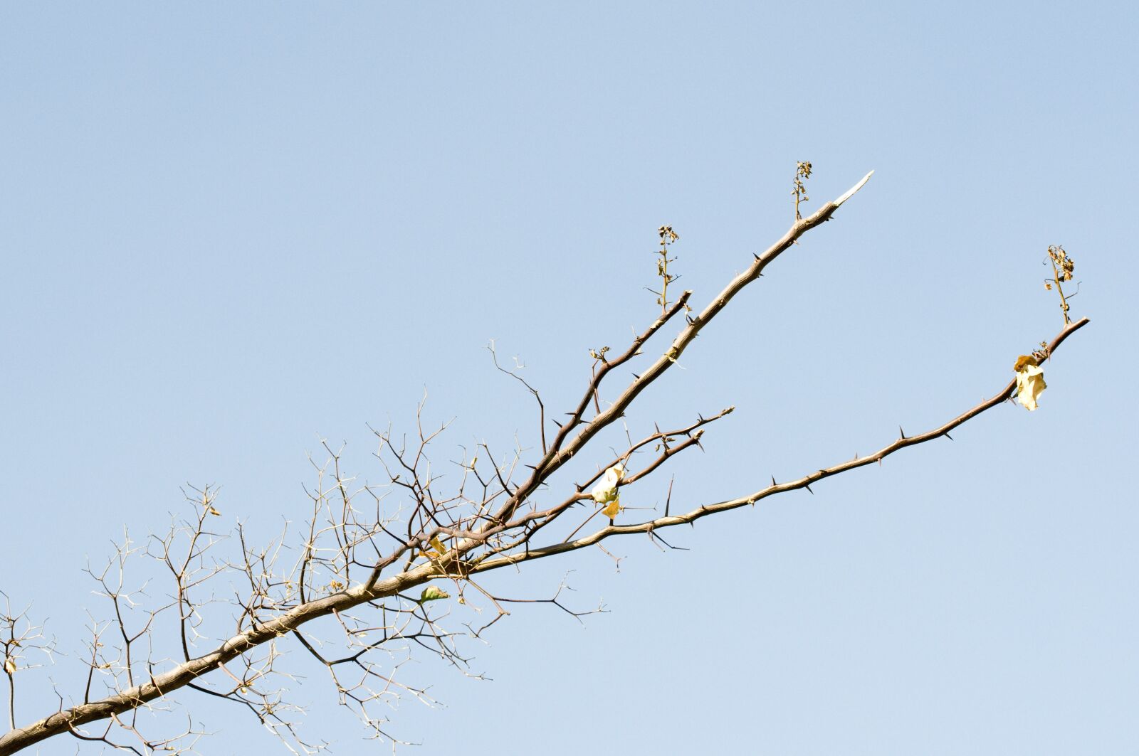 Nikon D300 sample photo. Sky, branch, nature photography