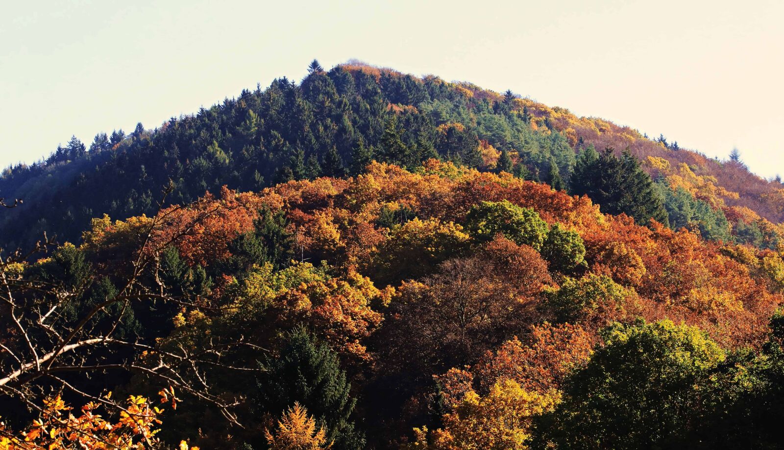 Canon EOS 80D sample photo. Landscape, tree, leaf, hill photography