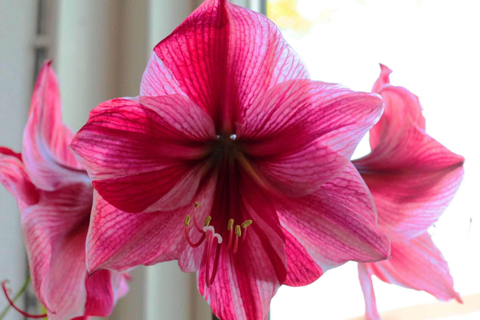 Canon EOS 600D (Rebel EOS T3i / EOS Kiss X5) + Canon EF 50mm F1.8 STM sample photo. Amaryllus, flowers, stamens photography