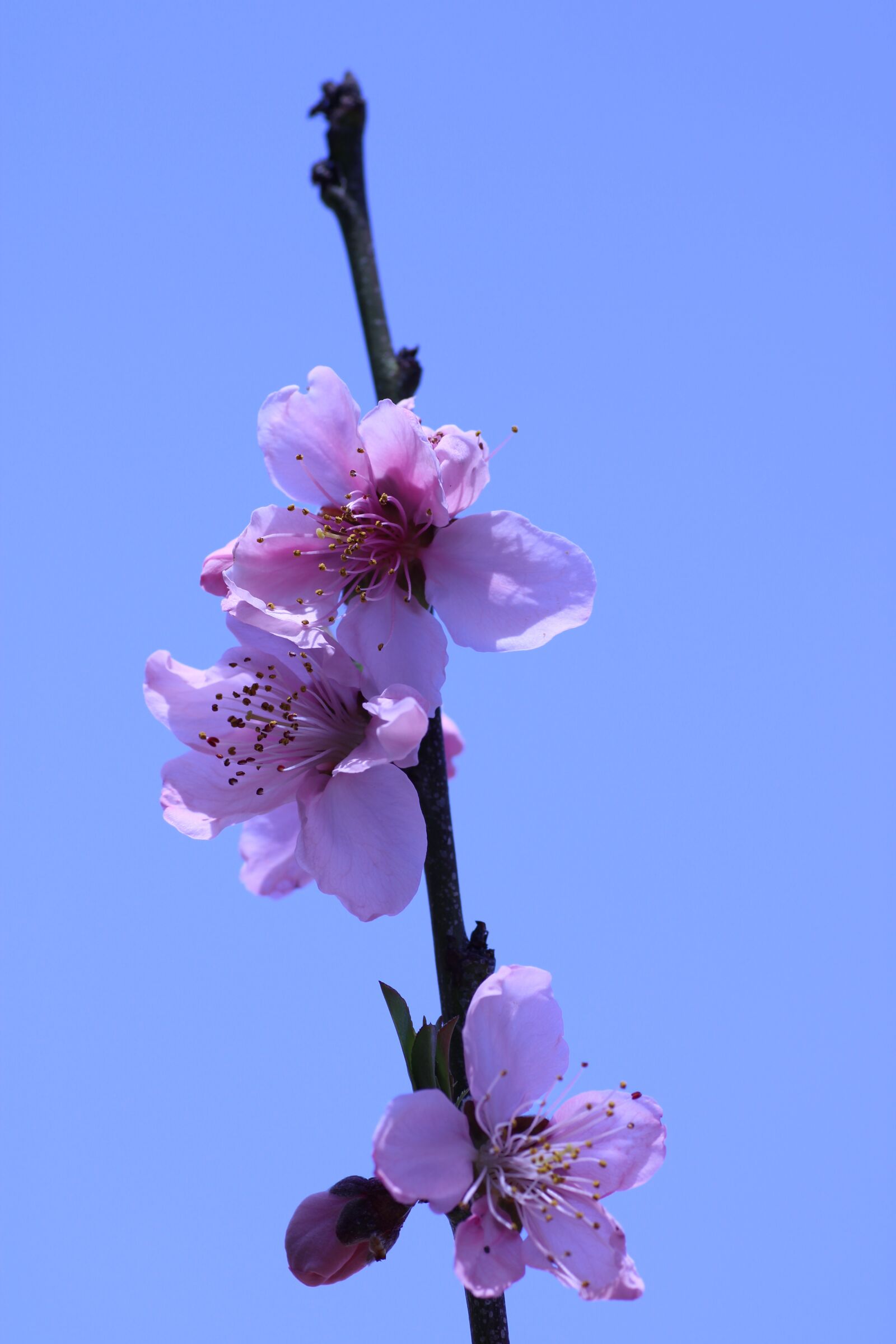 Sigma 70mm F2.8 EX DG Macro sample photo. Sakura, plum blossom, spring photography