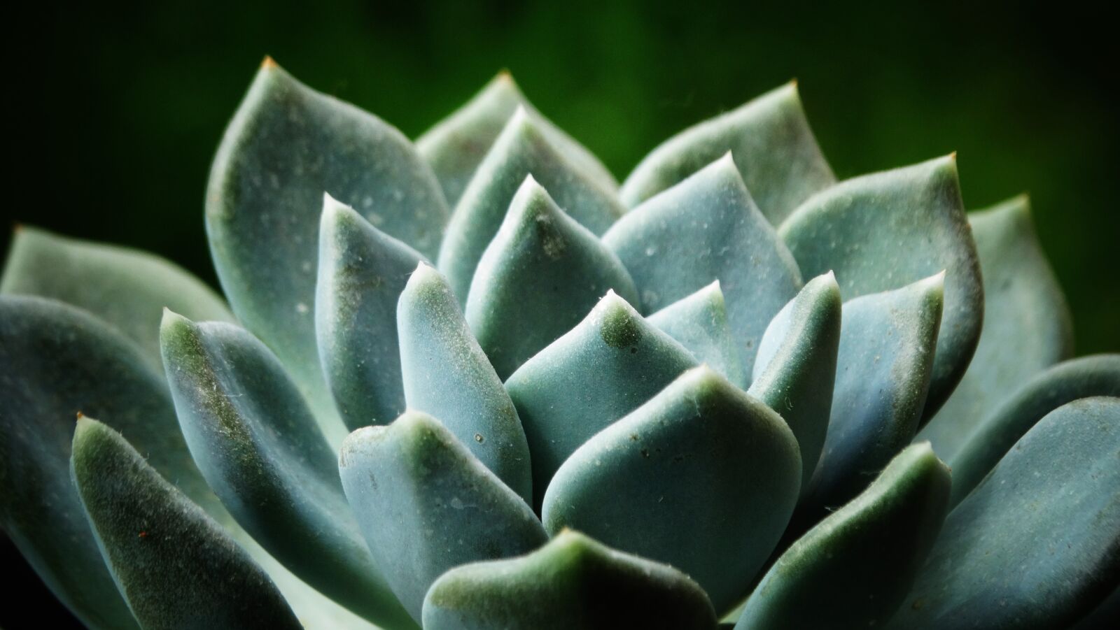 Sony Cyber-shot DSC-HX300 sample photo. Succulents, beautiful, garden photography