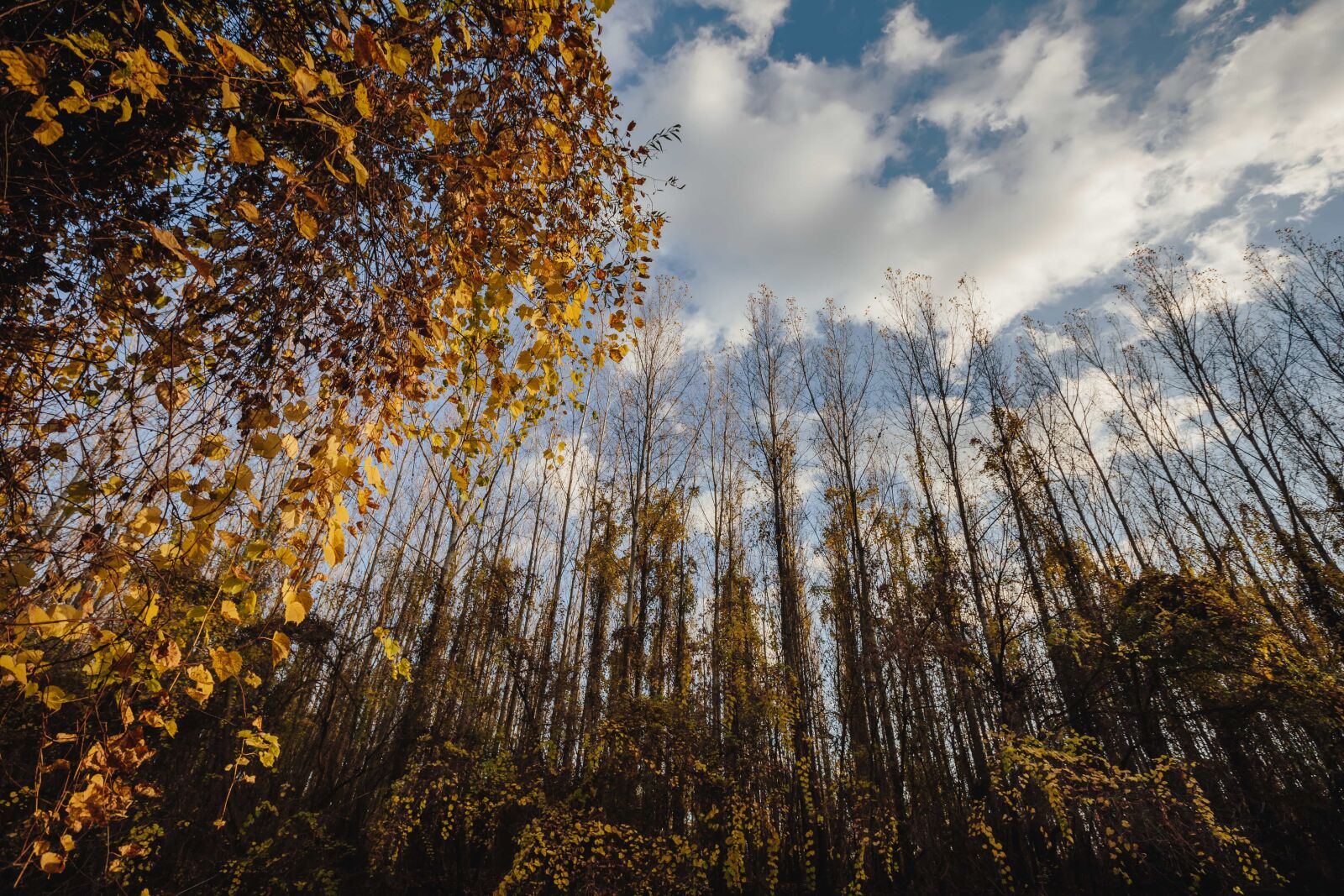 Canon EF 16-35mm F2.8L II USM sample photo. Willow, forest, poplar, landscape photography
