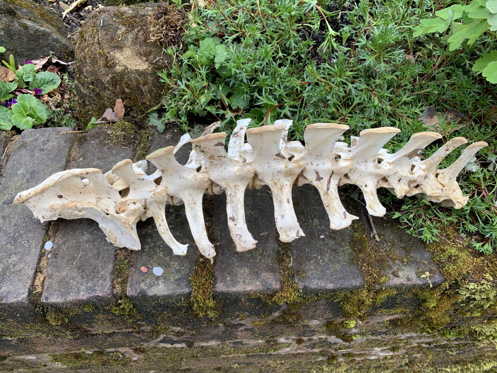 iPhone XS Max back dual camera 4.25mm f/1.8 sample photo. Fallow deer spine, buck photography