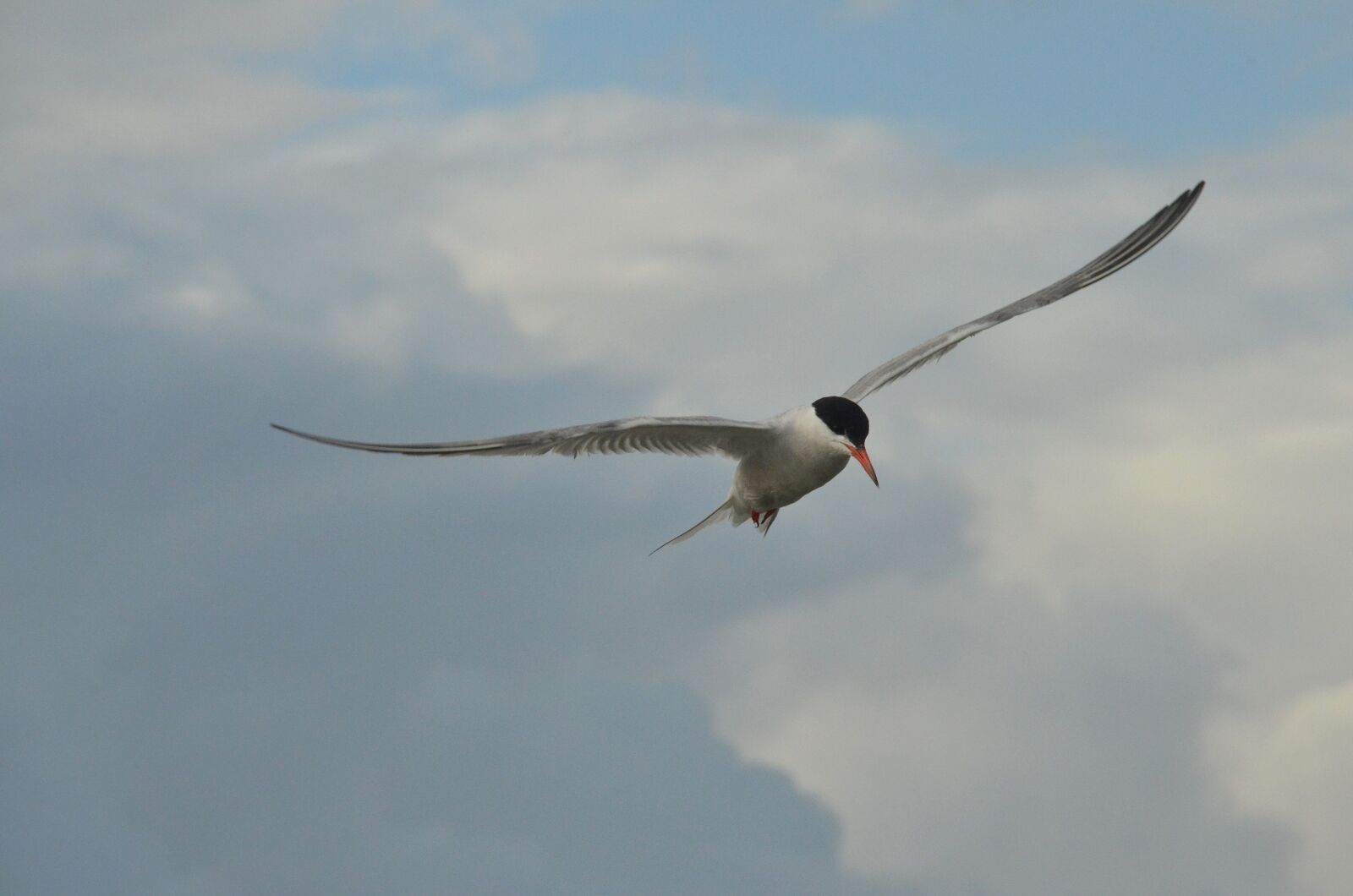 Nikon D7000 sample photo. Bird, common tern, seagull photography