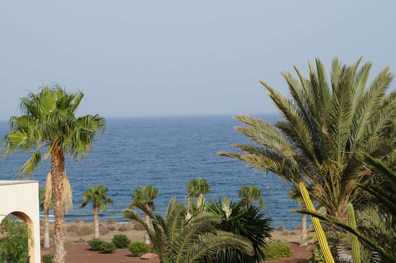Sony SLT-A58 sample photo. Palm trees, sea, summer photography
