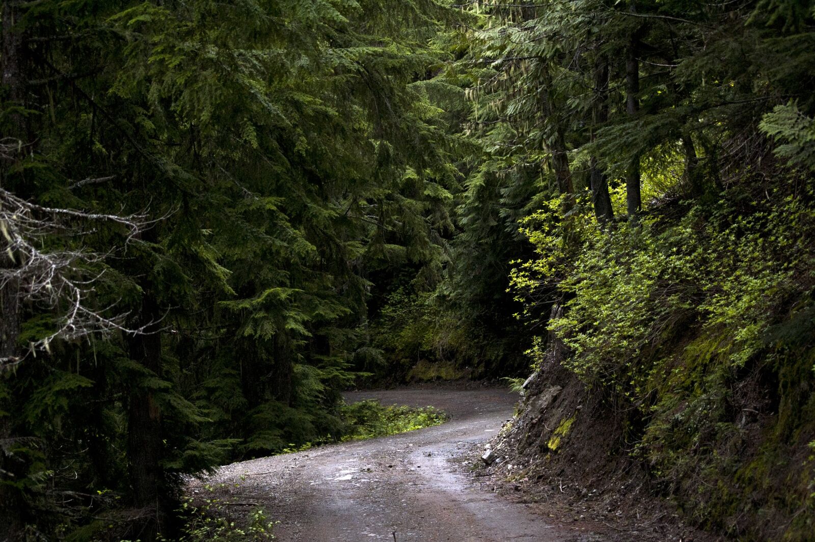 Nikon D50 sample photo. Forest, trees, green photography