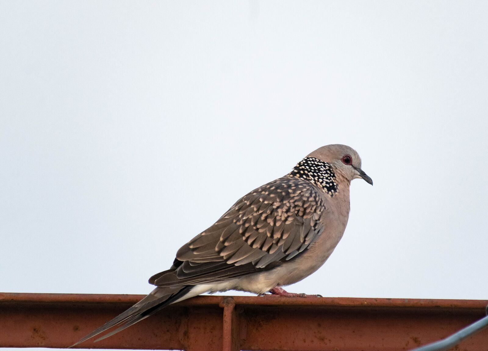 Nikon D3300 sample photo. Dove, bird, sitting photography