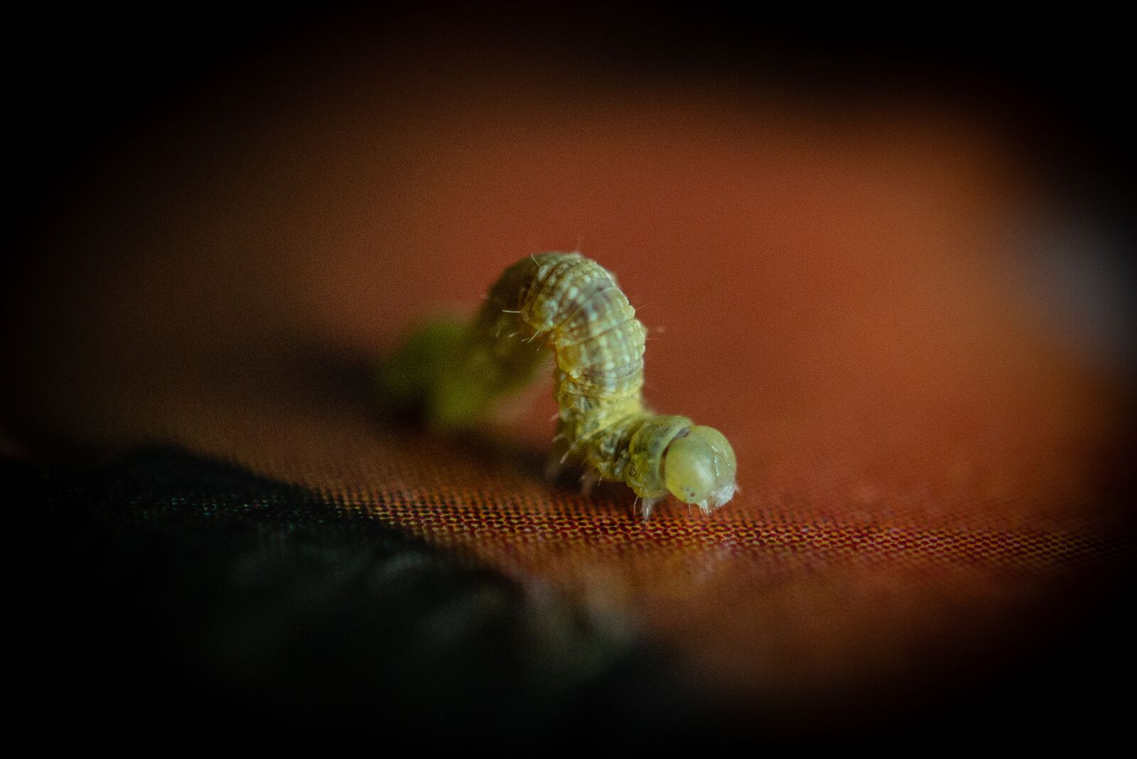 Nikon D600 sample photo. Caterpillar, macro, insect photography