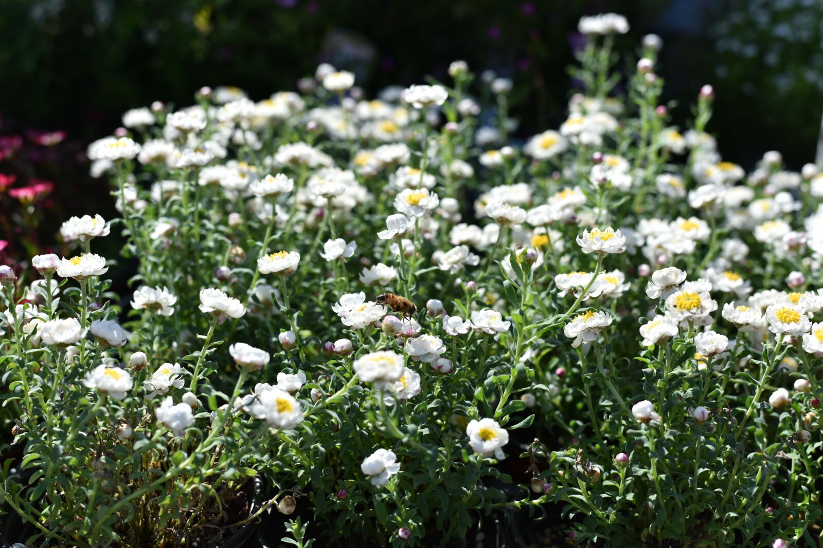 Nikon D810 sample photo. Flowers, republic of korea photography