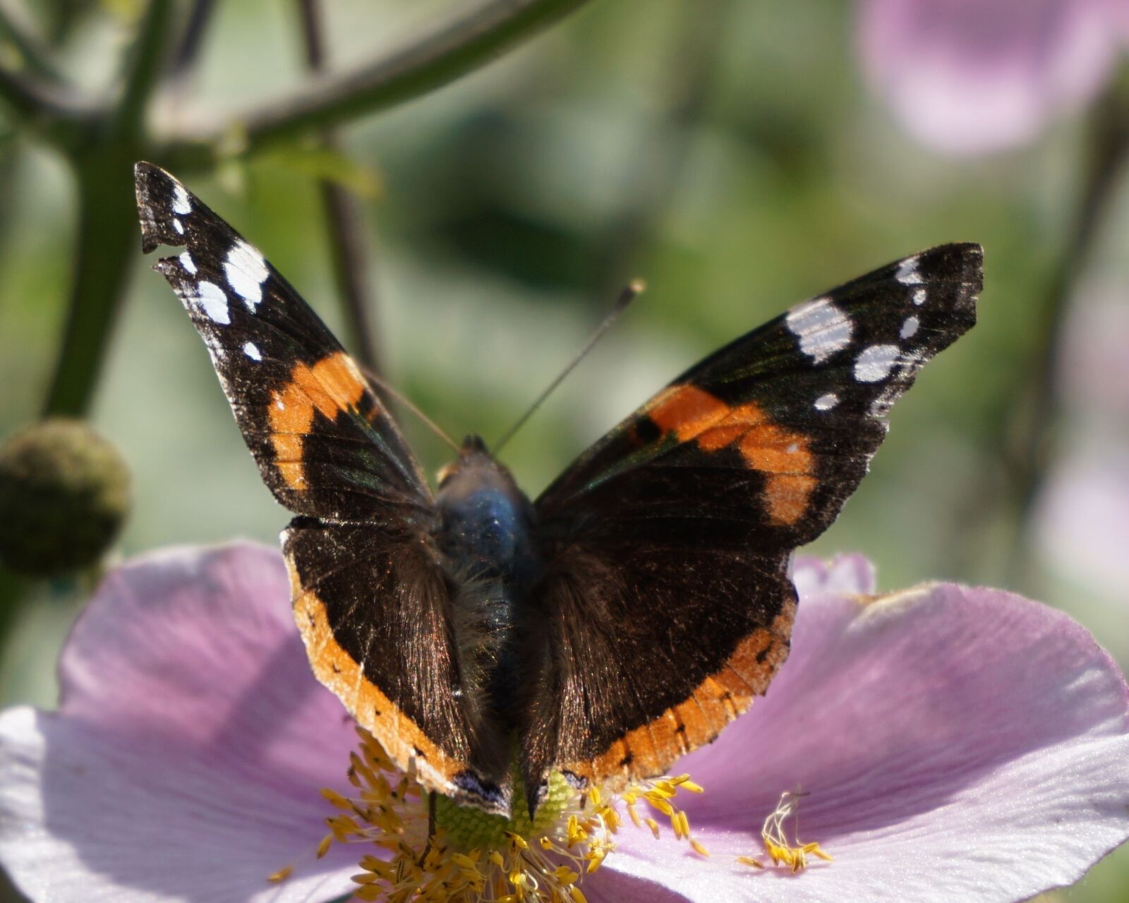 Sony a6000 sample photo. Butterfly, close up, spring photography