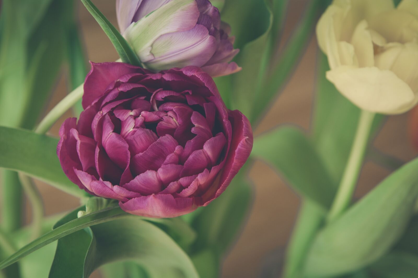 Nikon D7100 sample photo. Tulips, flowers, blossom photography
