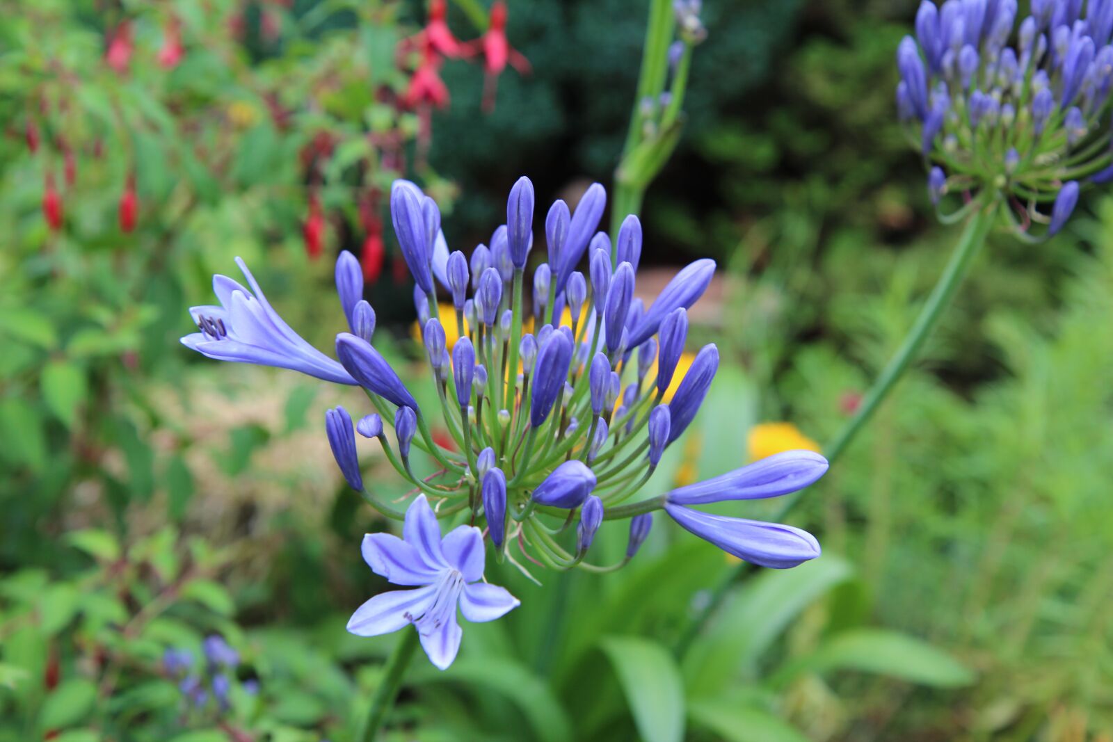 Canon EOS 600D (Rebel EOS T3i / EOS Kiss X5) sample photo. Agapanthus, african lily blue photography
