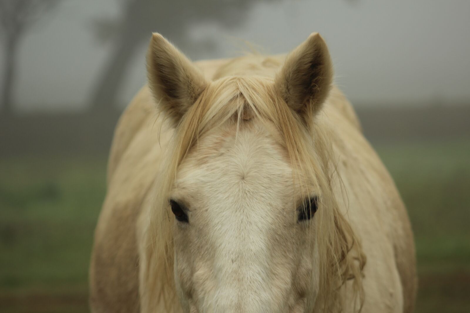 Canon EOS 1200D (EOS Rebel T5 / EOS Kiss X70 / EOS Hi) sample photo. Pony, horse, domestic photography