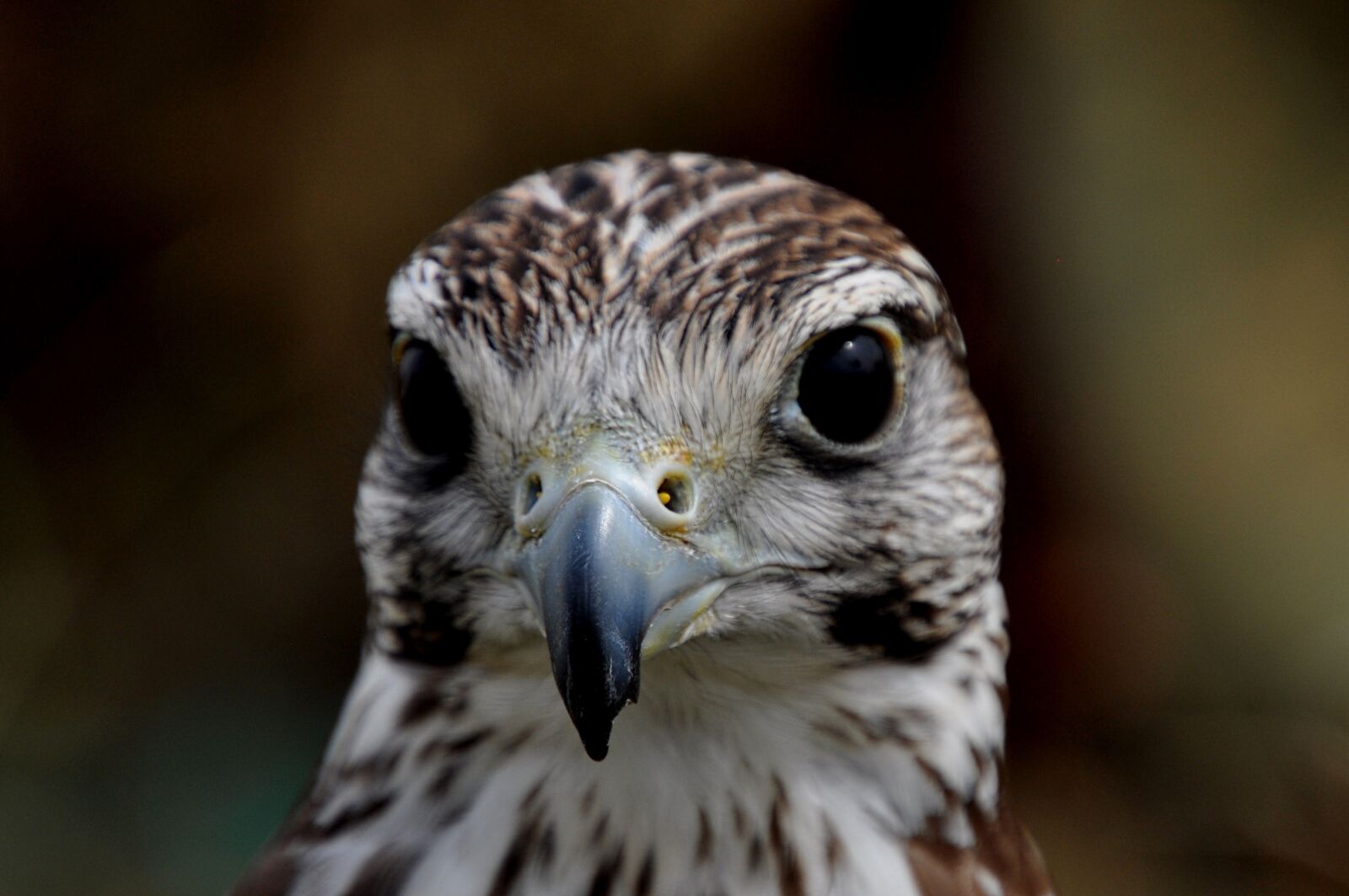 Nikon D5000 sample photo. Bird, eagle, predator photography