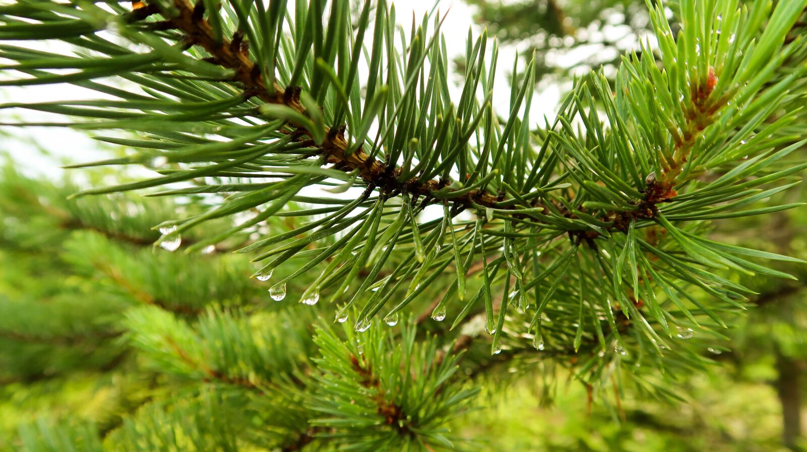 Canon PowerShot G7 X Mark II sample photo. Needles, forest, nature photography