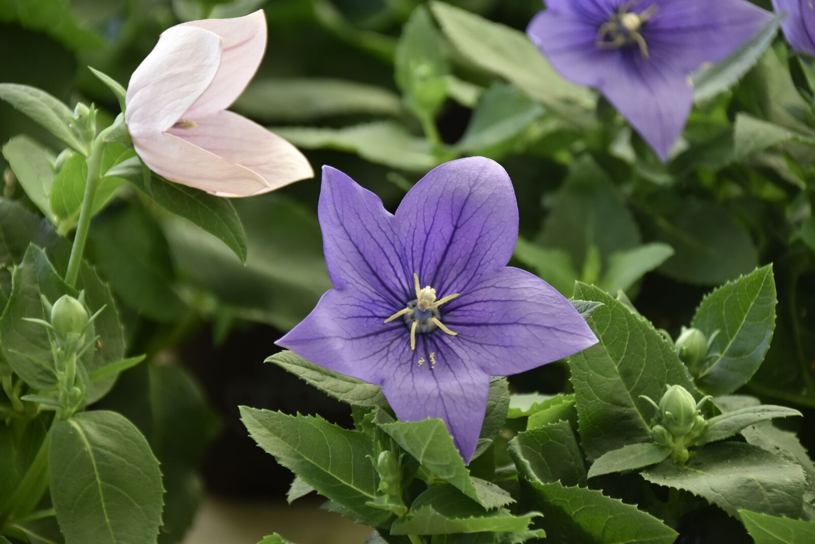 Nikon D5600 sample photo. Flower, flowers of petunia photography