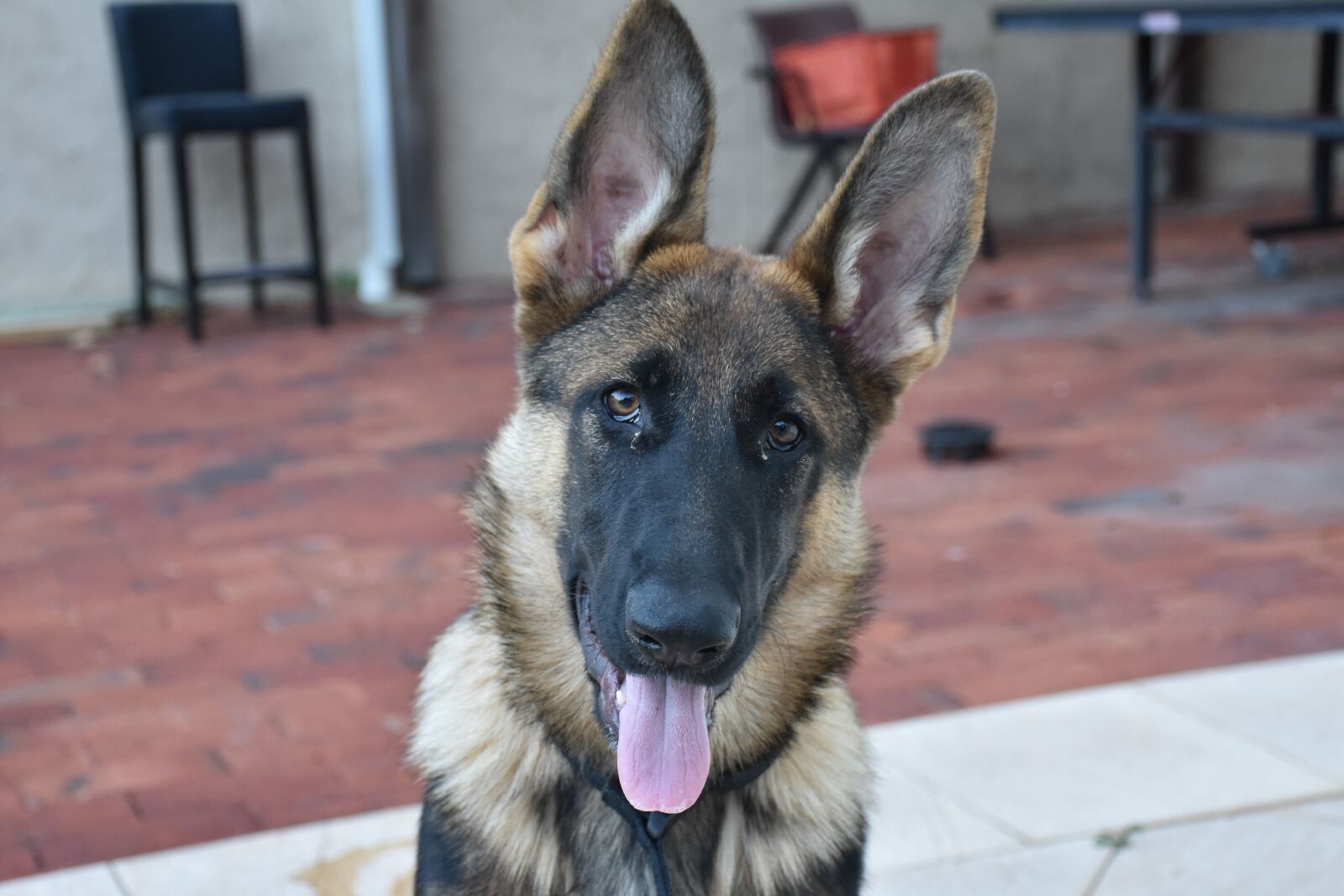 Nikon D7200 sample photo. Dog, pet, german shepherd photography