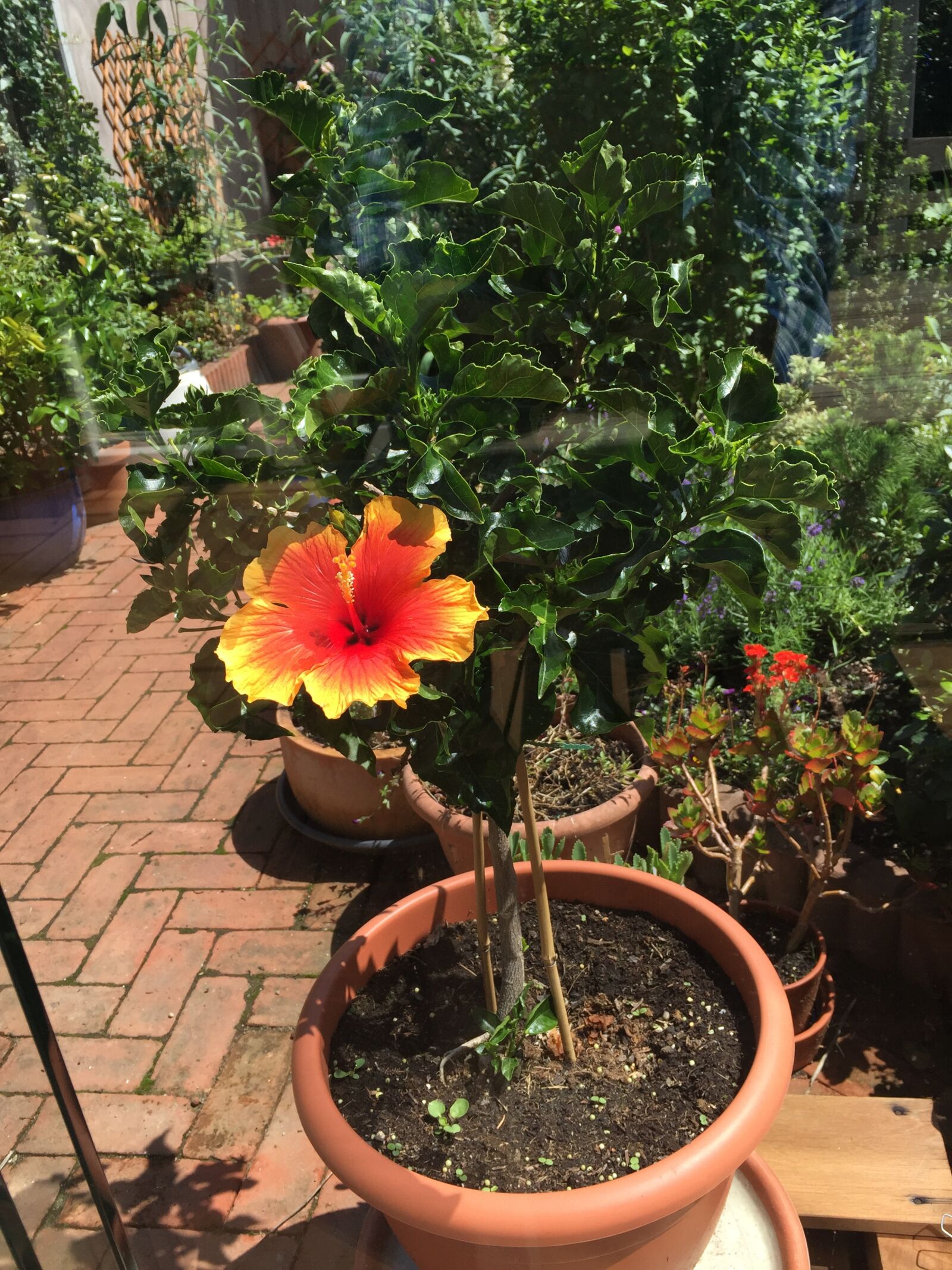 iPhone 6 back camera 4.15mm f/2.2 sample photo. Oranje, bloem, in tuin photography