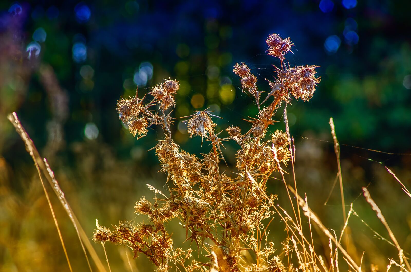 Canon EOS 5D sample photo. Nature, plant, dry photography