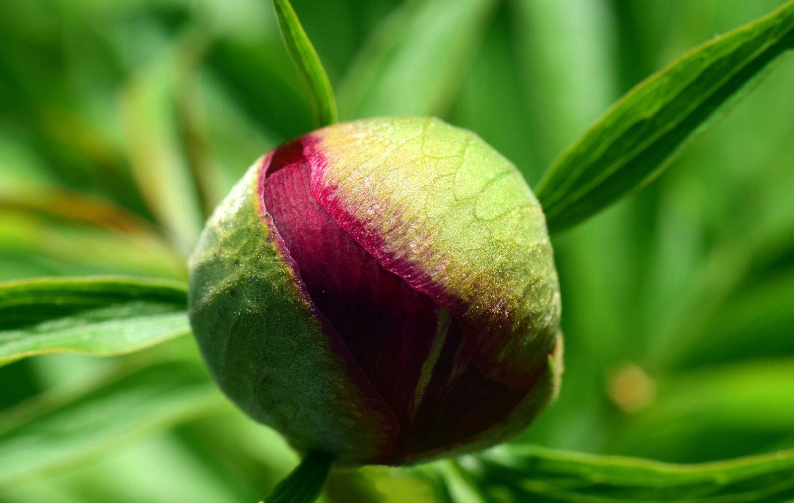 Nikon D3300 sample photo. Peony, bud, flower photography