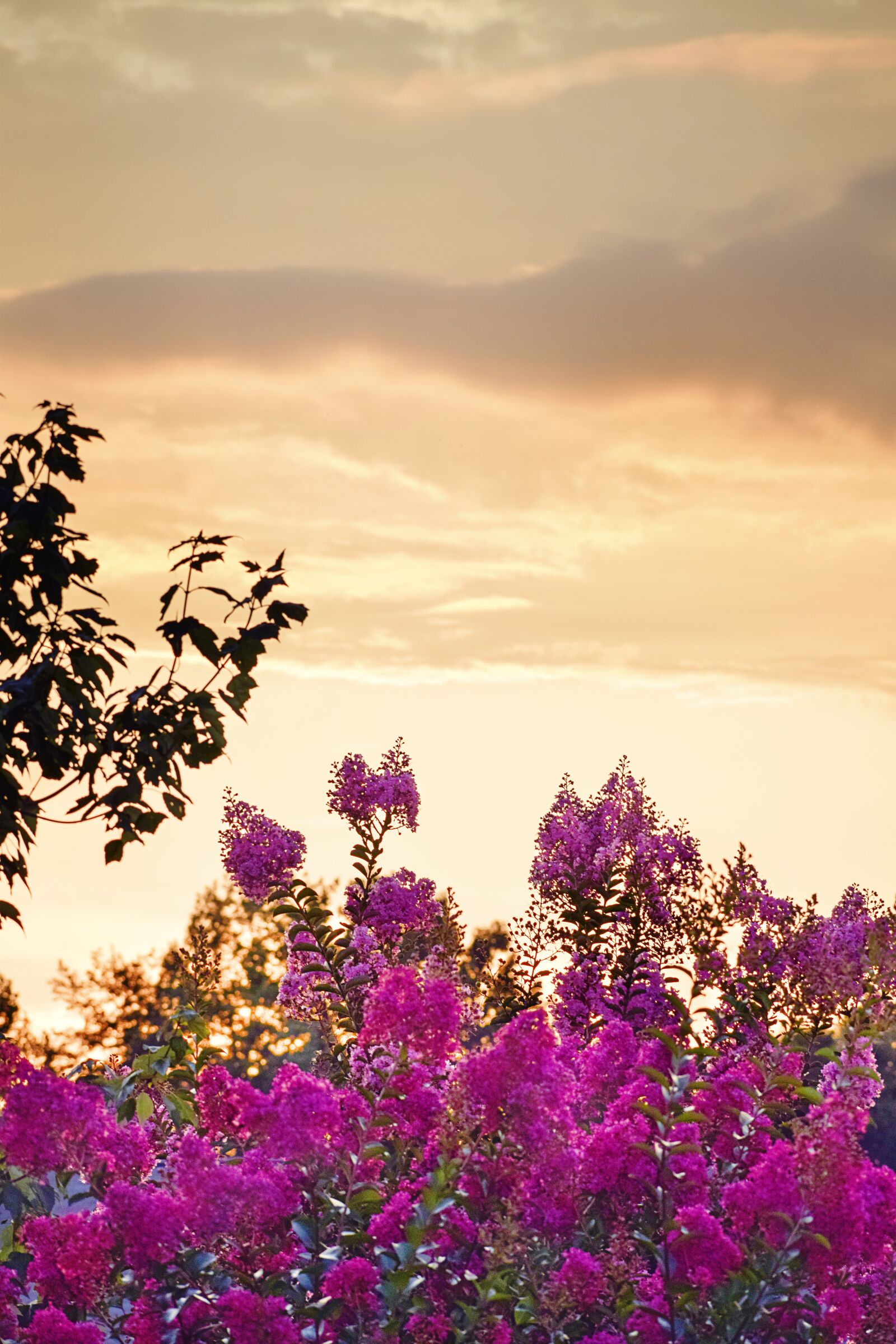 Nikon D5300 sample photo. Sunset, crape myrtle, crape photography